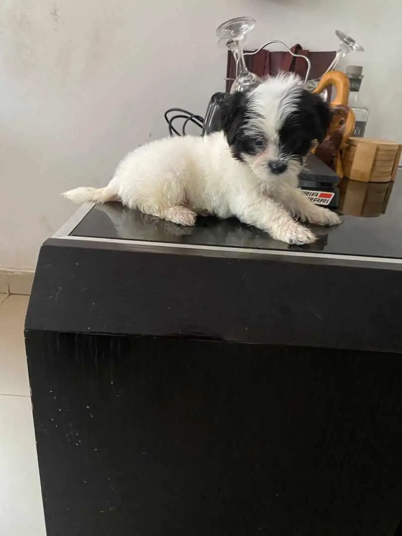 MALTIPOO AMBOS SEXOS  en Santo Domingo Este Foto 7236184-4.jpg