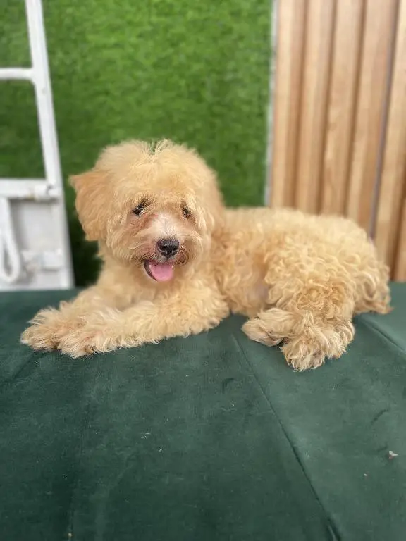 POODLE HEMBRA  en Santo Domingo Este Foto 7236185-1.jpg