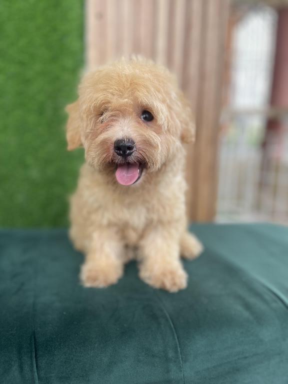 POODLE HEMBRA  en Santo Domingo Este Foto 7236185-2.jpg