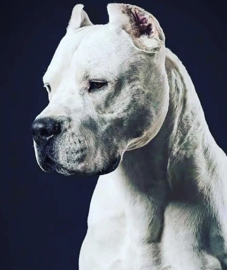 DOGO ARGENTINO PARA MONTA en La Vega Foto 7236337-1.jpg