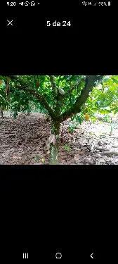 Vendo finca de 115 tarrea de cacao Foto 7236403-2.jpg
