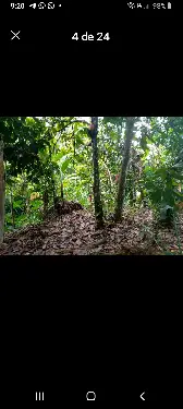 Vendo finca de 115 tarrea de cacao Foto 7236403-3.jpg