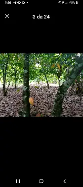 Vendo finca de 115 tarrea de cacao Foto 7236403-4.jpg