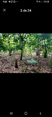 Vendo finca de 115 tarrea de cacao Foto 7236403-5.jpg