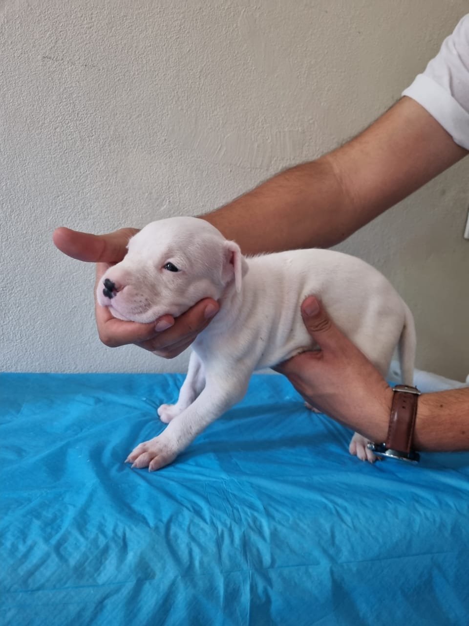 CACHORROS Dogo argentino Foto 7236539-1.jpg