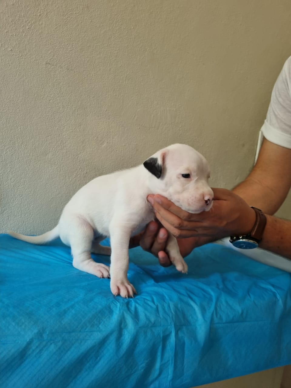 CACHORROS Dogo argentino Foto 7236539-2.jpg