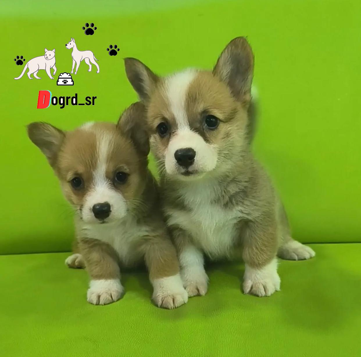 Corgi Ambos Sexos  Foto 7236957-1.jpg