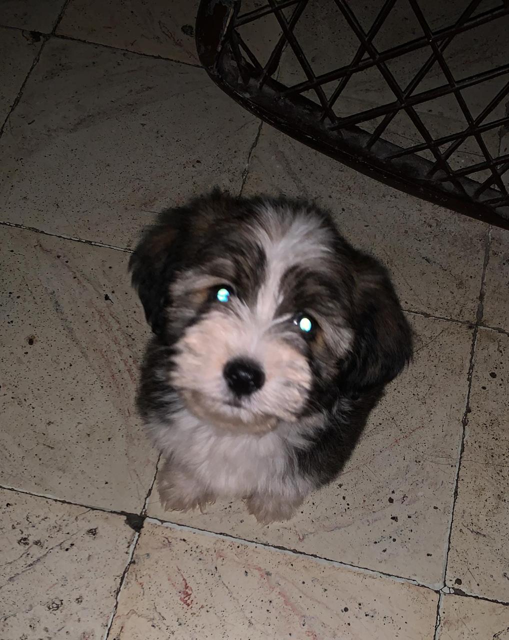 Shihpoo  en Santo Domingo Este Foto 7237166-1.jpg