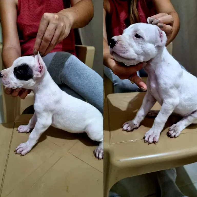 Dogo argentino Puppies Foto 7237487-1.jpg