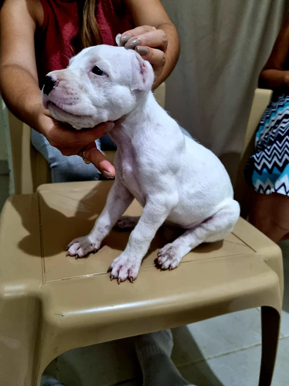 Dogo argentino Puppies Foto 7237487-2.jpg