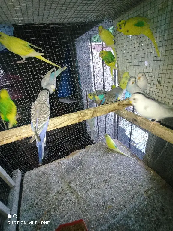 Periquitos del amor en especial  Foto 7238274-2.jpg