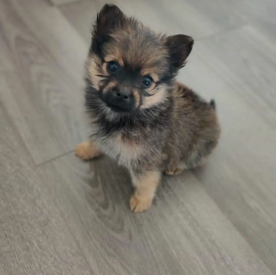 Disponible Yorkie con Pomerania  Foto 7238831-1.jpg