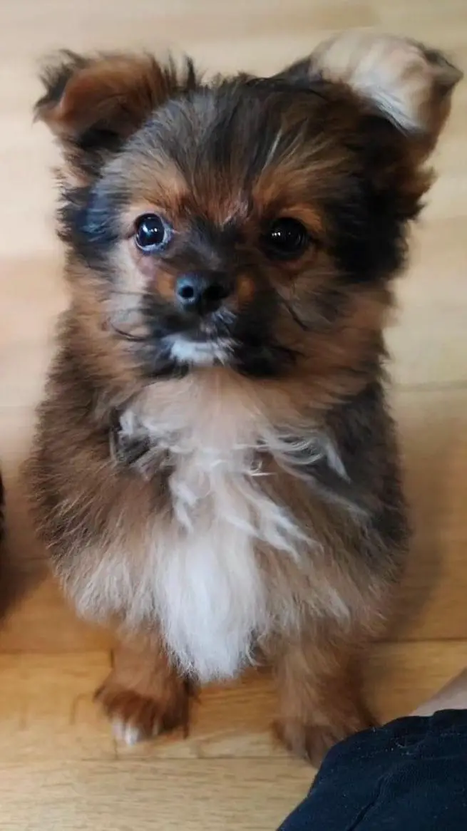 Disponible Yorkie con Pomerania  Foto 7238831-2.jpg