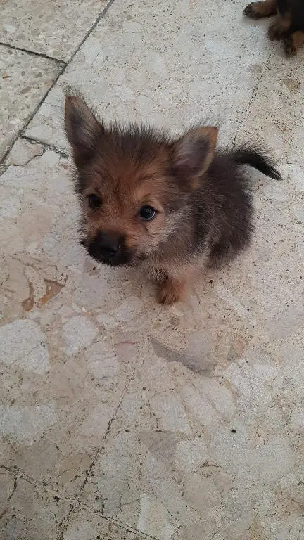 Disponible Yorkie con Pomerania  Foto 7238831-g1.jpg