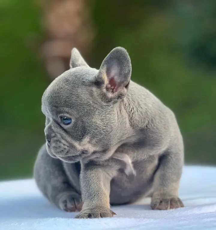 Bulldog francés  Foto 7238965-4.jpg