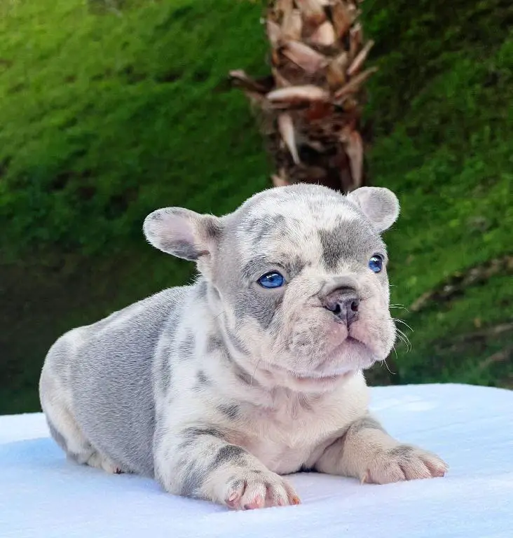 Bulldog frances Foto 7238968-7.jpg