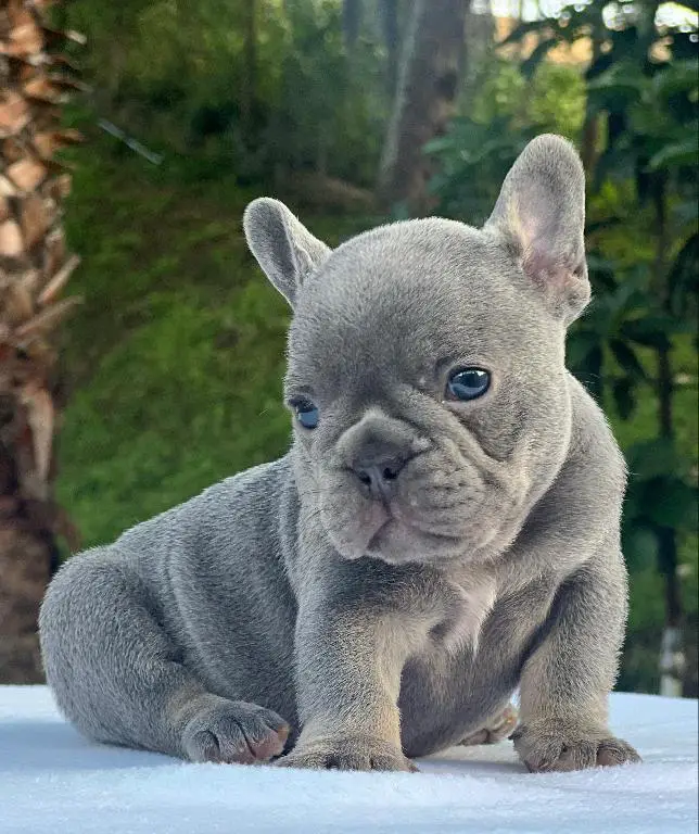 Bulldog frances Foto 7238968-9.jpg