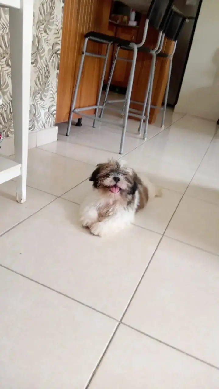 Disponible Shitzu Foto 7239504-1.jpg
