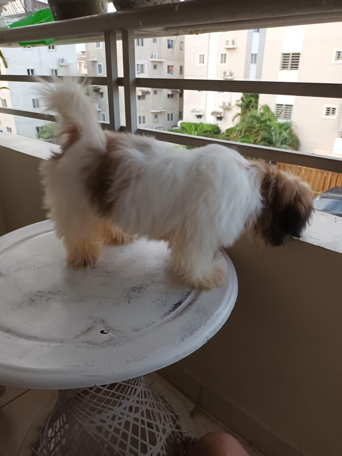 Disponible Shitzu Foto 7239504-2.jpg