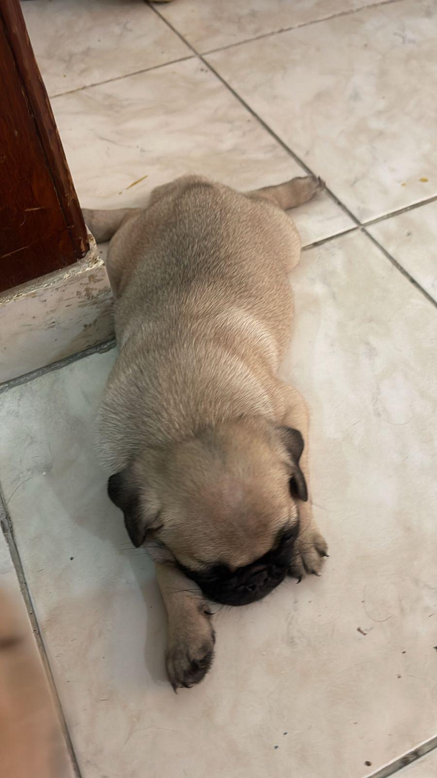 CACHORROS PUG Foto 7239580-1.jpg