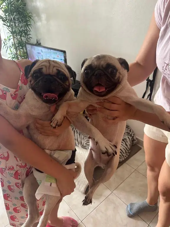 CACHORROS PUG Foto 7239580-3.jpg