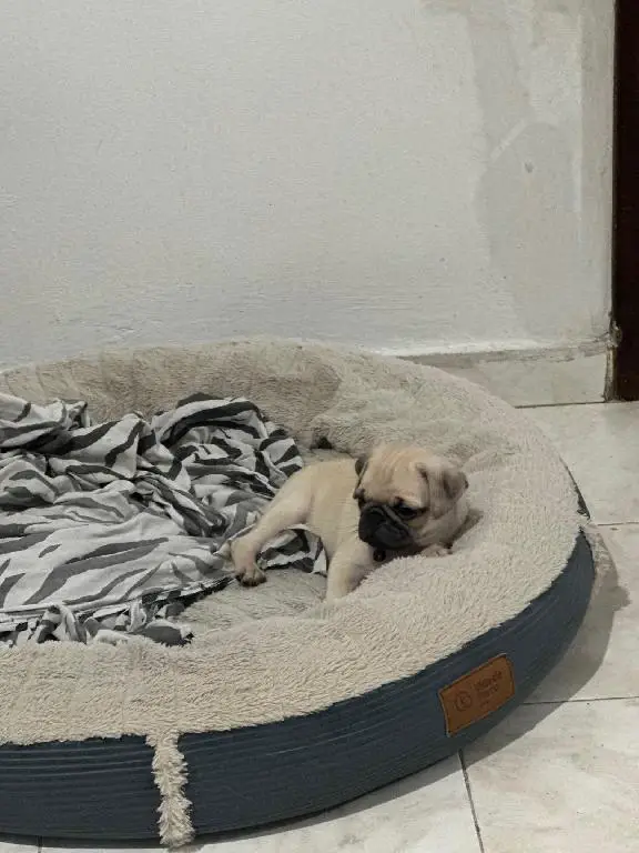 CACHORROS PUG Foto 7239580-5.jpg