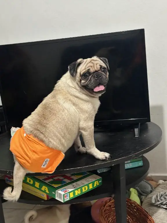 CACHORROS PUG Foto 7239580-6.jpg