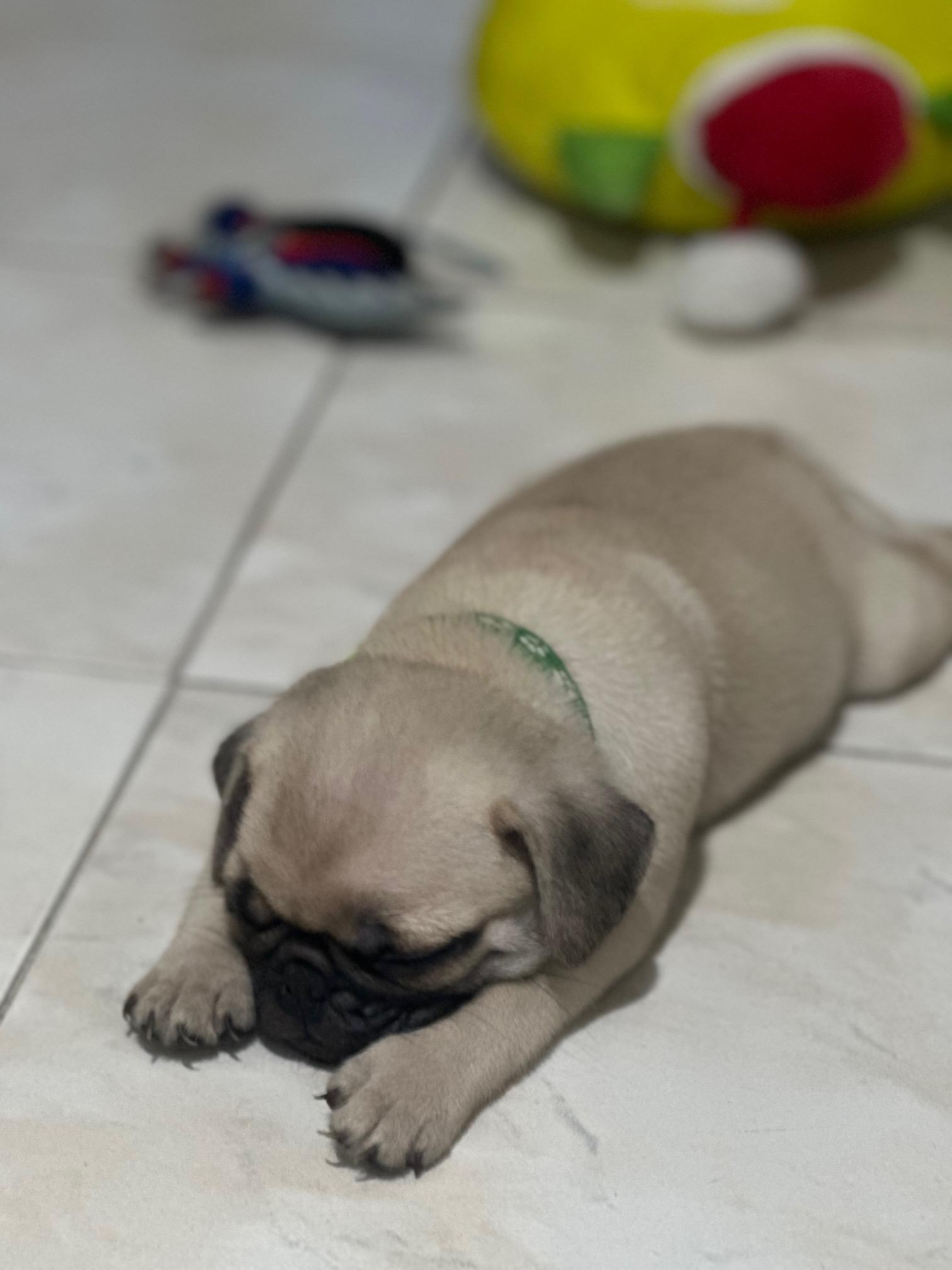 CACHORROS PUG Foto 7239580-8.jpg
