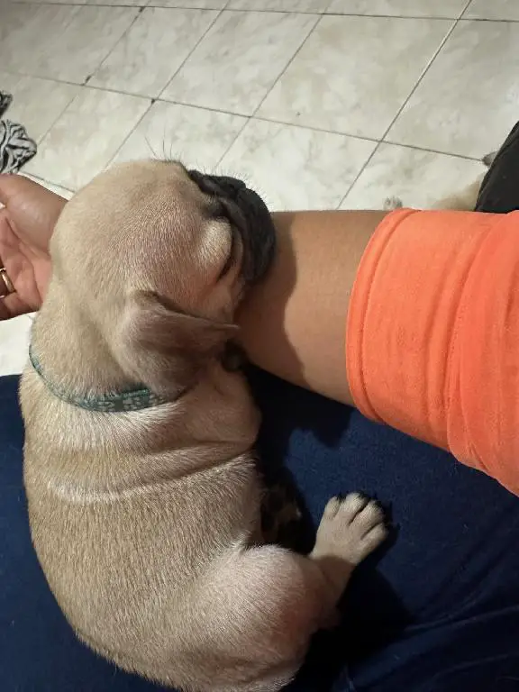 CACHORROS PUG Foto 7239580-9.jpg