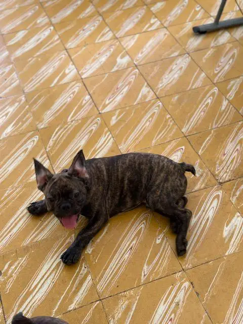 Bulldog Frances machos Foto 7240063-3.jpg