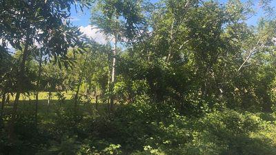 Se Vende Finca en Bonao la tierra tiene 300 Tareas de terreno 72000 la Foto 7240278-2.jpg
