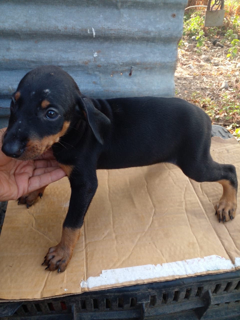 Doberman  Foto 7240420-1.jpg