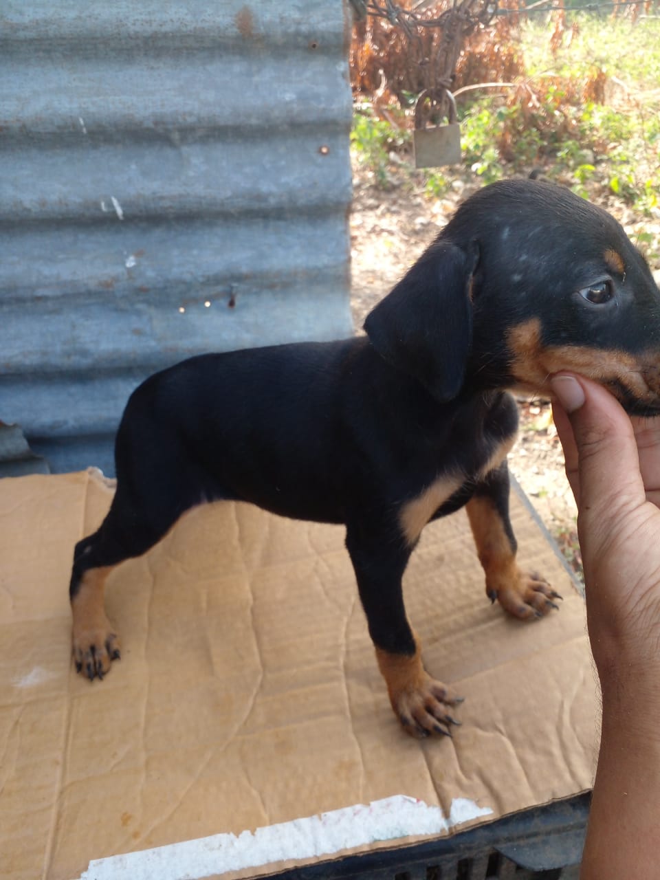 Doberman  Foto 7240420-2.jpg