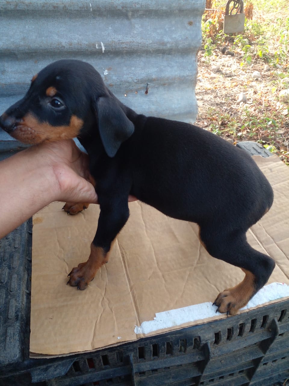 Doberman  Foto 7240420-3.jpg