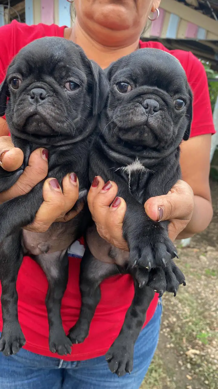 Cachorros pug Foto 7240423-2.jpg