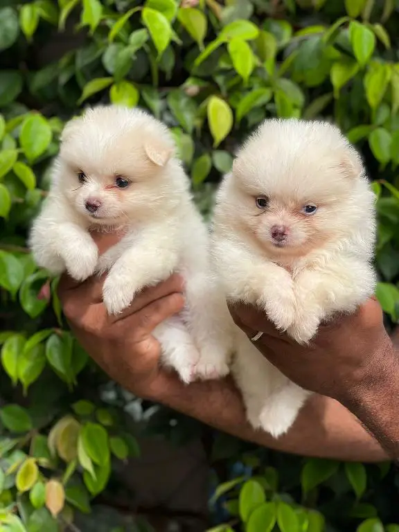 Pomerania  Foto 7240428-1.jpg