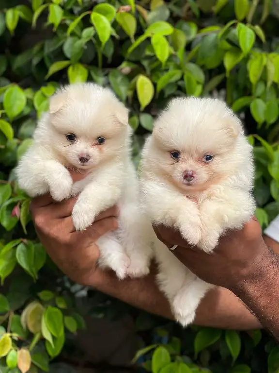 Pomerania  Foto 7240428-2.jpg