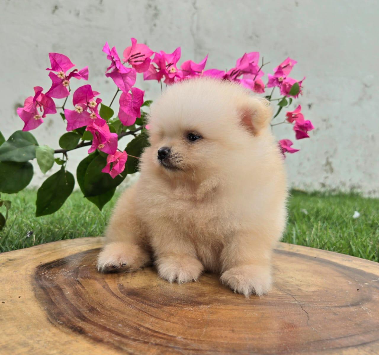 Pomerania  Foto 7240428-3.jpg