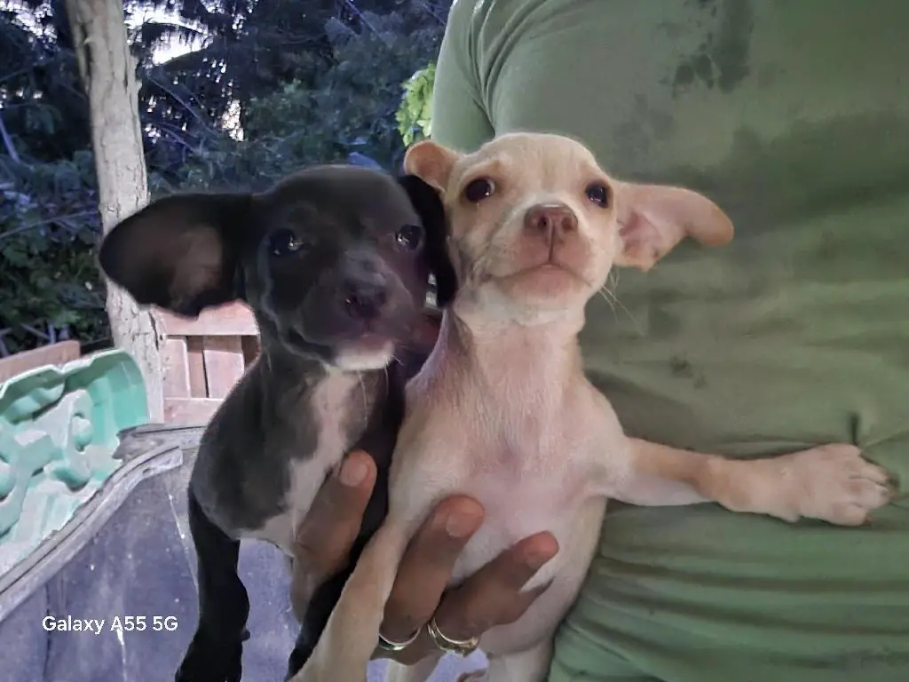 Chihuahua hembra adopción  Foto 7240430-1.jpg