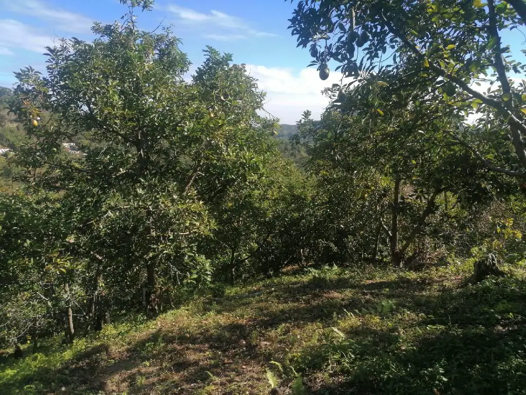 Venta De Finca En San Cristóbal Foto 7240657-1.jpg