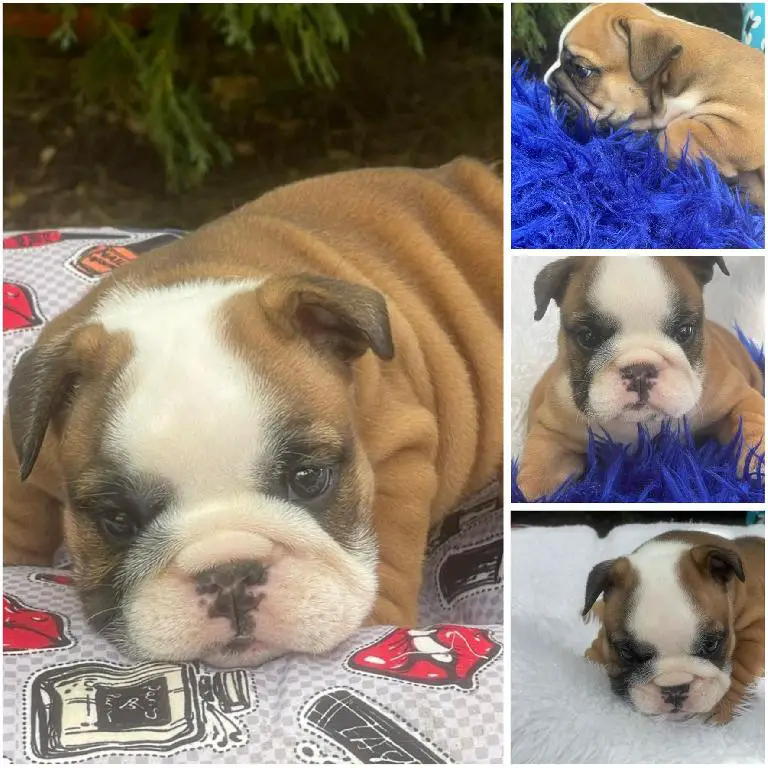 Hermosos cachorros Bulldog Inglés en venta Foto 7240727-1.jpg