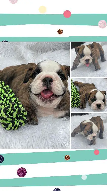Hermosos cachorros Bulldog Inglés en venta Foto 7240727-2.jpg