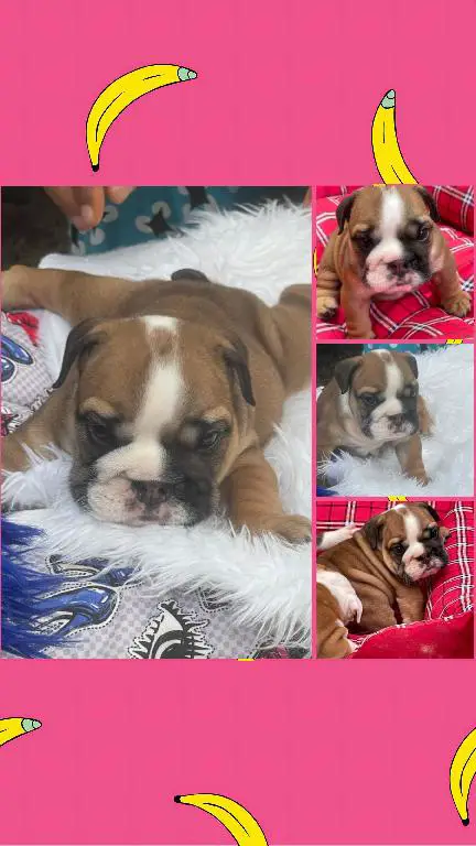Hermosos cachorros Bulldog Inglés en venta Foto 7240727-5.jpg