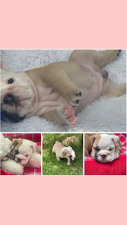 Hermosos cachorros Bulldog Inglés en venta Foto 7240727-6.jpg