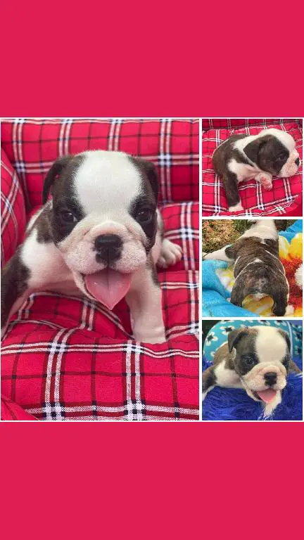 Hermosos cachorros Bulldog Inglés en venta Foto 7240727-7.jpg