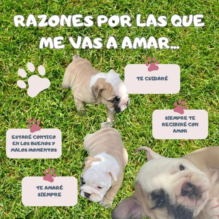 Hermosos cachorros Bulldog Inglés en venta Foto 7240727-8.jpg