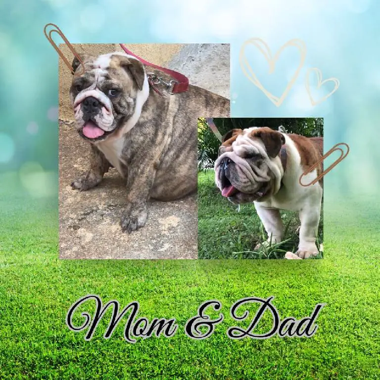 Hermosos cachorros Bulldog Inglés en venta Foto 7240727-9.jpg