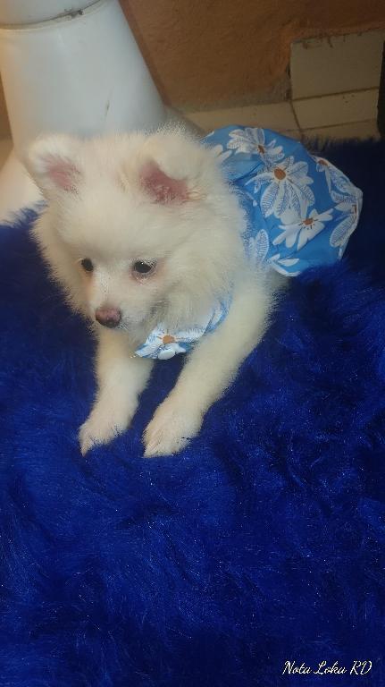 Pomerania  en Santo Domingo Este Foto 7240785-1.jpg