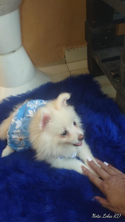 Pomerania  en Santo Domingo Este Foto 7240785-2.jpg