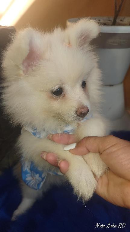 Pomerania  en Santo Domingo Este Foto 7240785-3.jpg